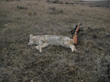 A pale eastern Montana coyote